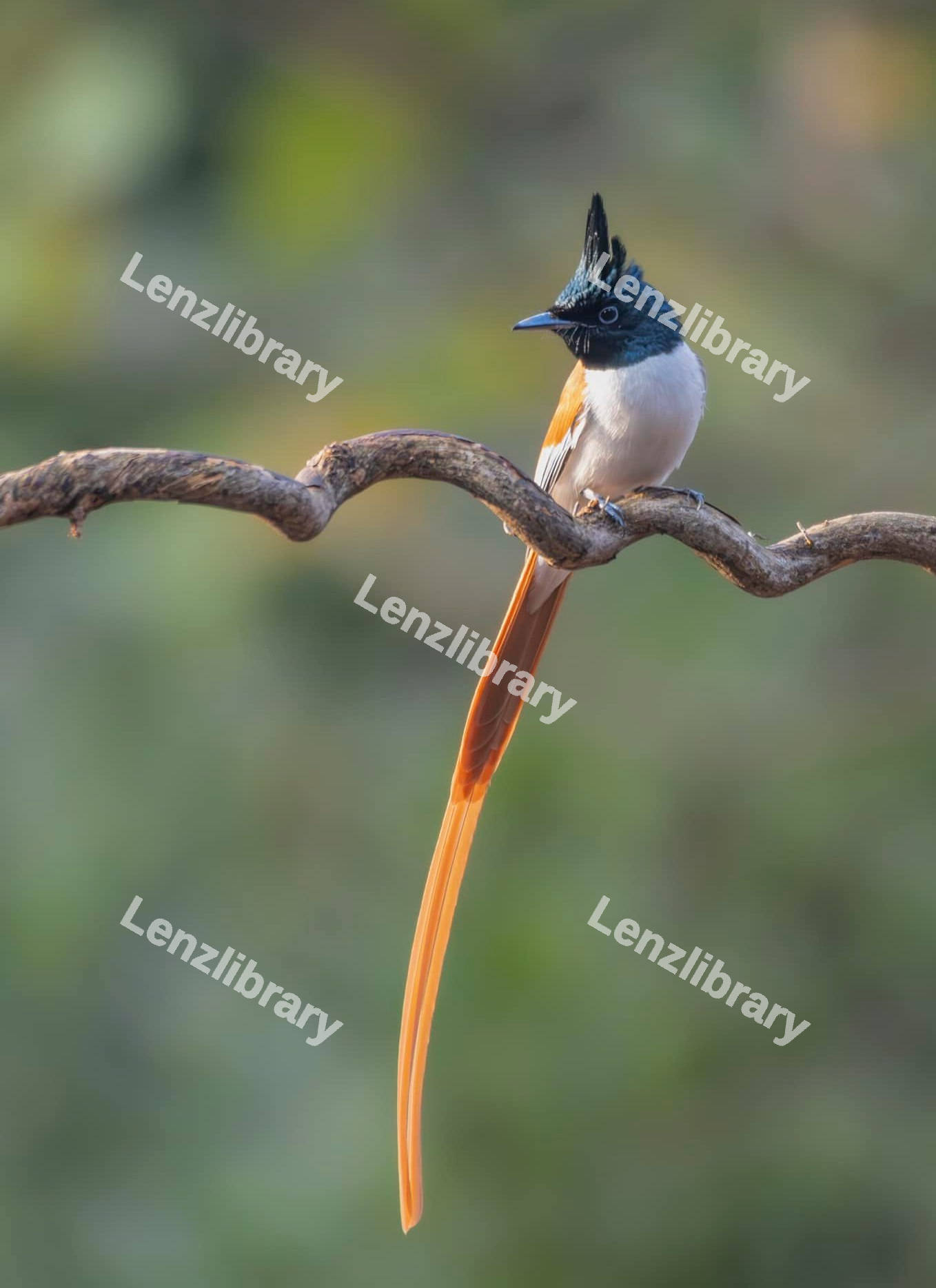 Indian paradise Flycatcher Bird